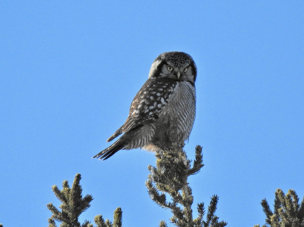 Northern Hawk Owl - ML613435143