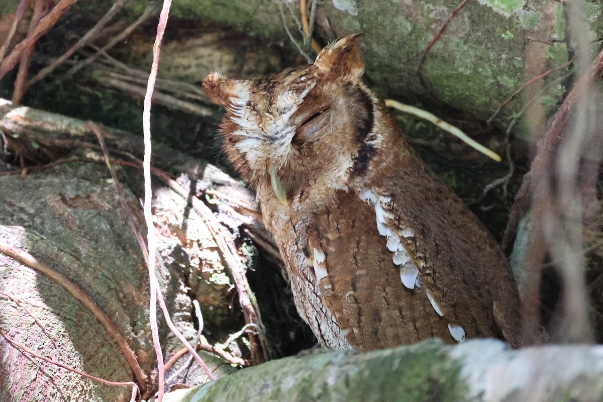 Tropical Screech-Owl - ML613435159