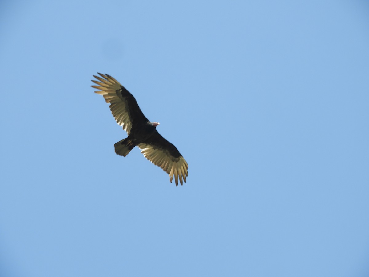 Turkey Vulture - ML613435562