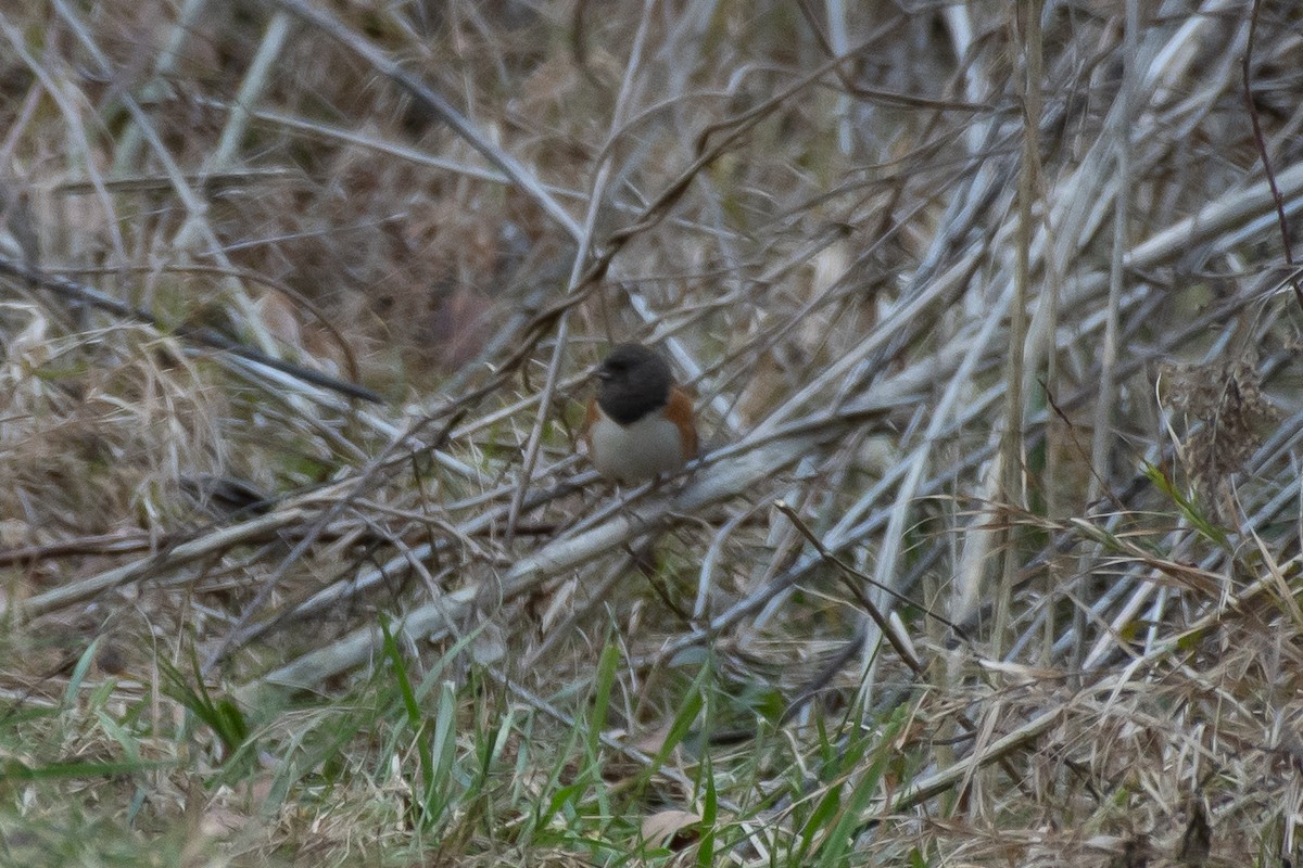 Spotted Towhee - ML613435851