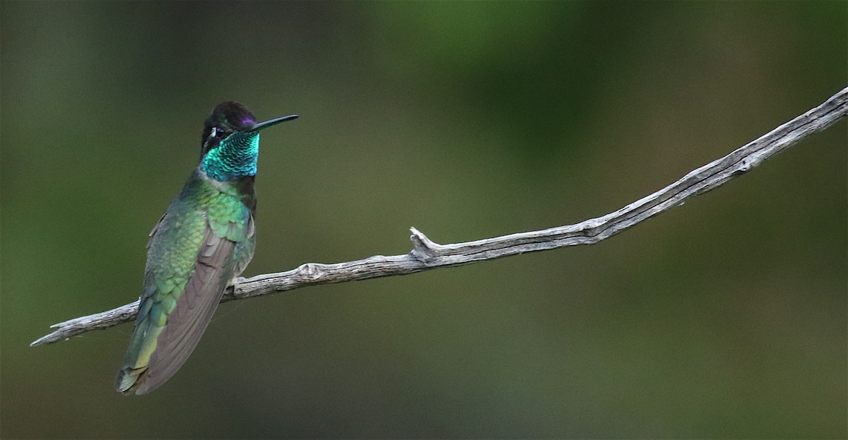 Rivoli's Hummingbird - ML61343681
