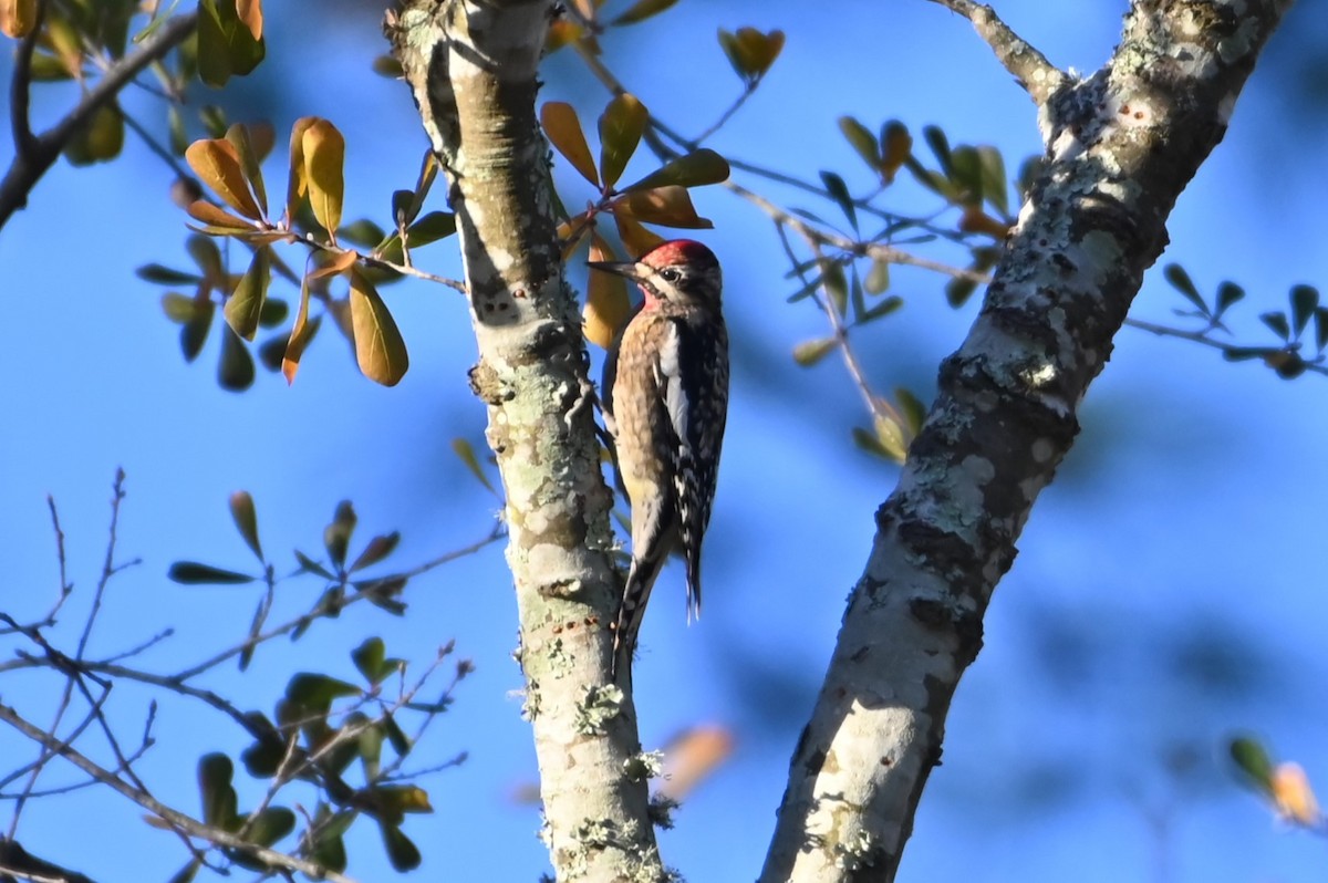 eBird Checklist 10 Jan 2024 Bear Creek Park (UTC 097) 24 species