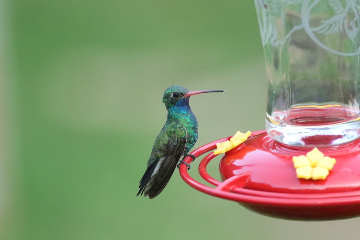 Broad-billed Hummingbird - ML61343781