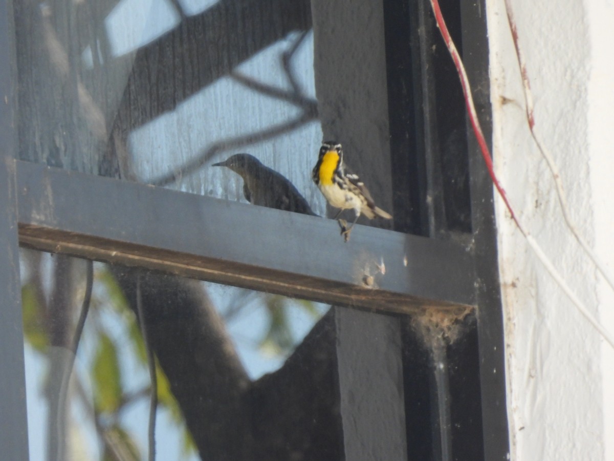Yellow-throated Warbler - ML613437824
