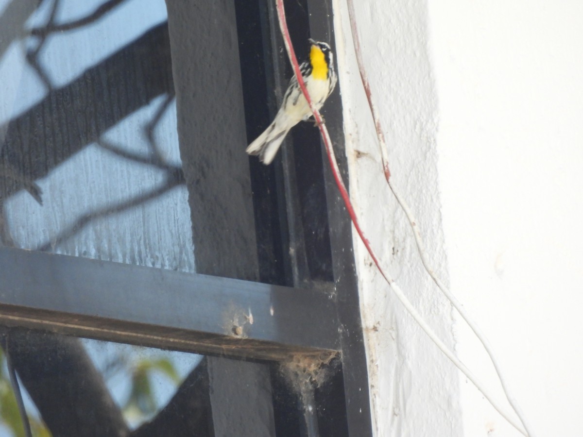 Yellow-throated Warbler - ML613437855