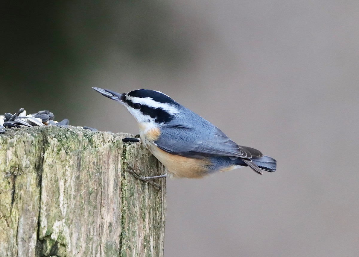 Red-breasted Nuthatch - ML613438056