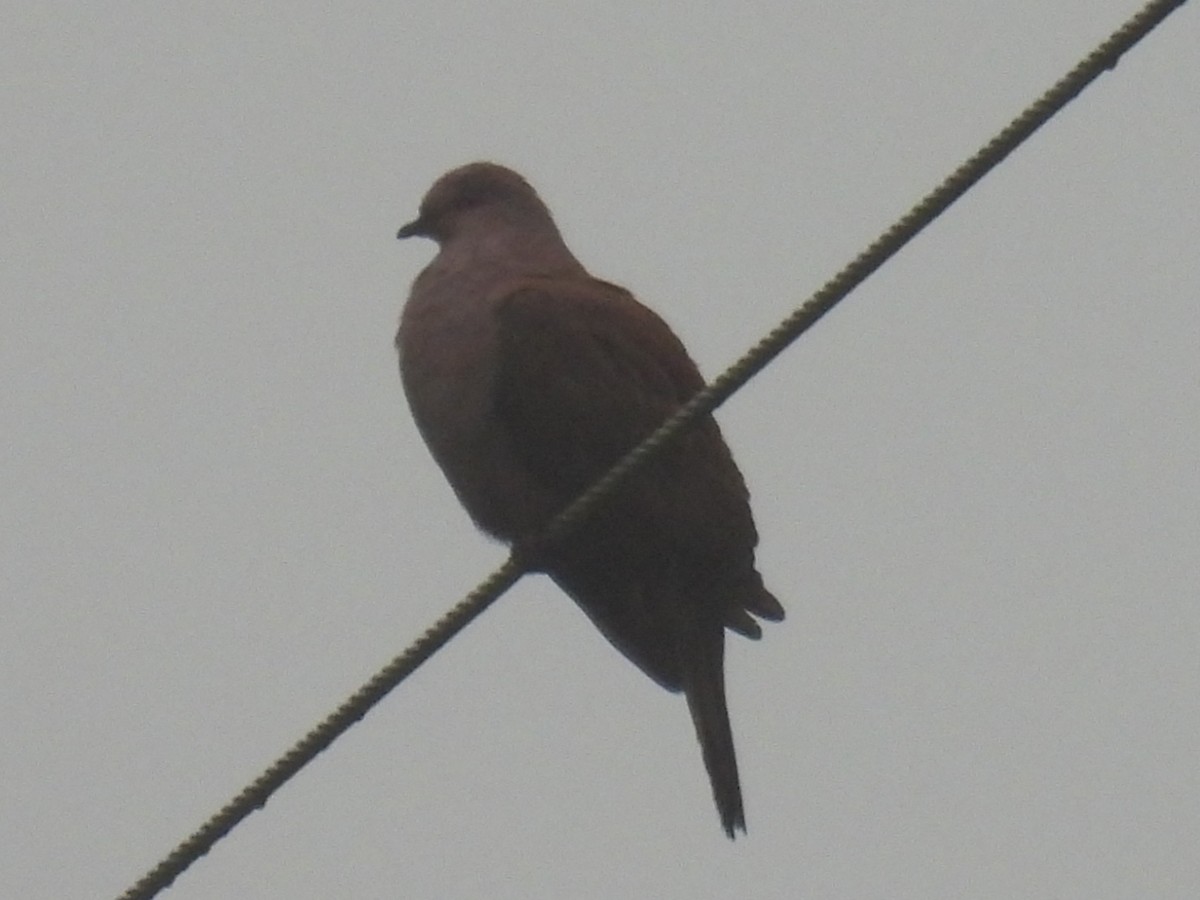 Ruddy Pigeon (Berlepsch's) - ML613438234