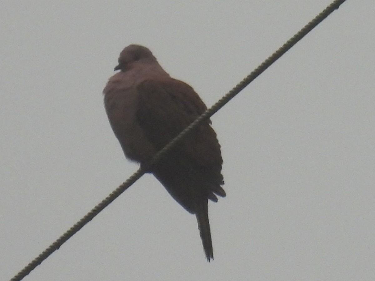 Ruddy Pigeon (Berlepsch's) - ML613438239