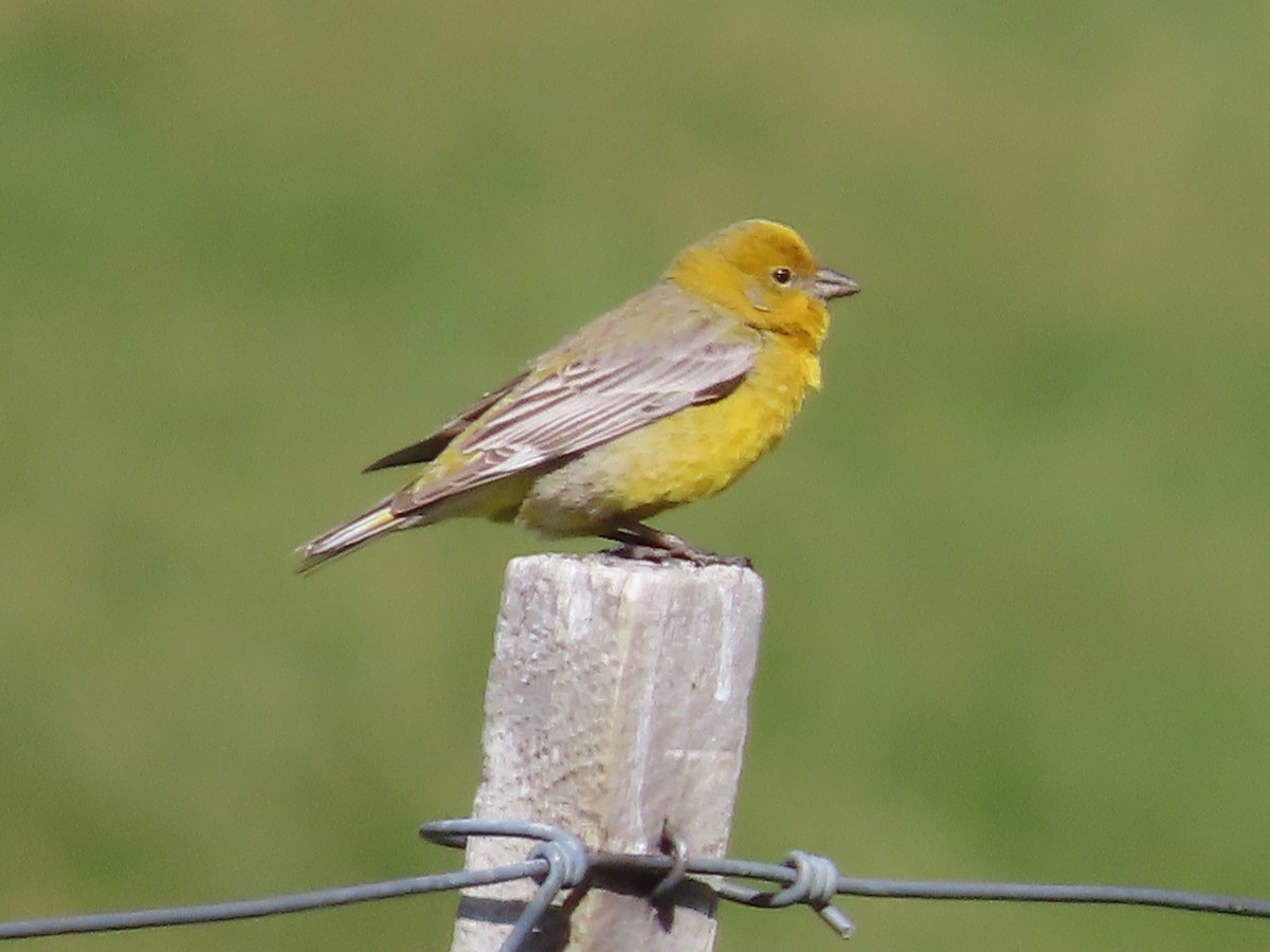 Greater Yellow-Finch - ML613438679