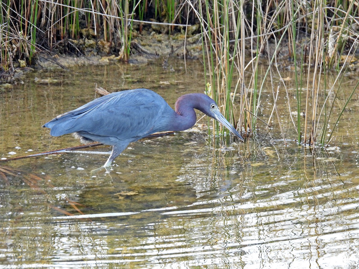 eBird Checklist 7 Jan 2024 Merritt Island NWRBlack Point Wildlife
