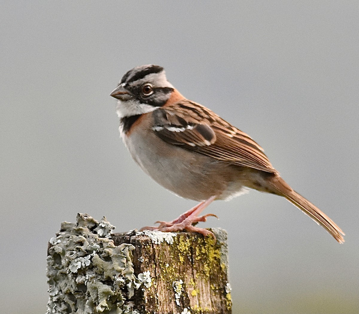 Rufous-collared Sparrow - ML613439132