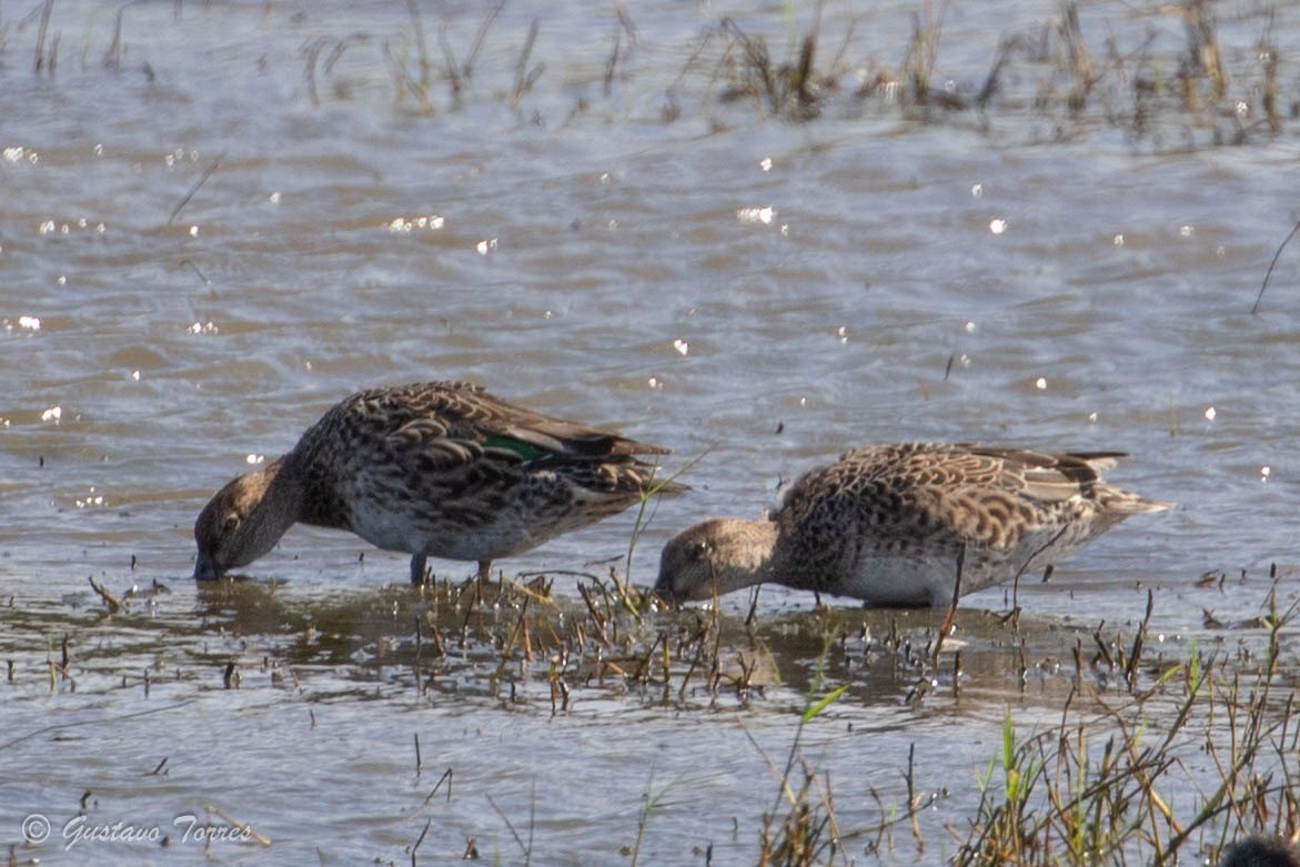 Green-winged Teal - ML613439241