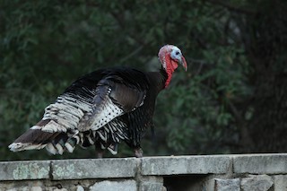 Wild Turkey, ML61343941