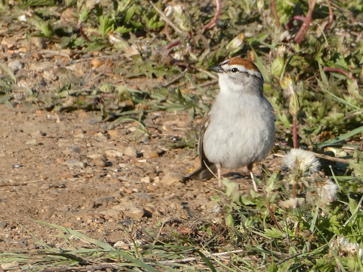 Chipping Sparrow - ML613439485