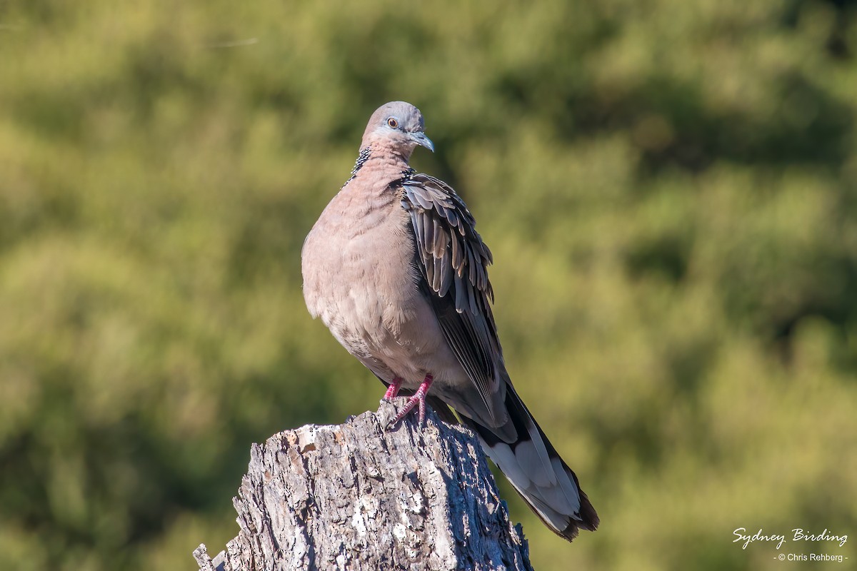 Spotted Dove - ML613439725