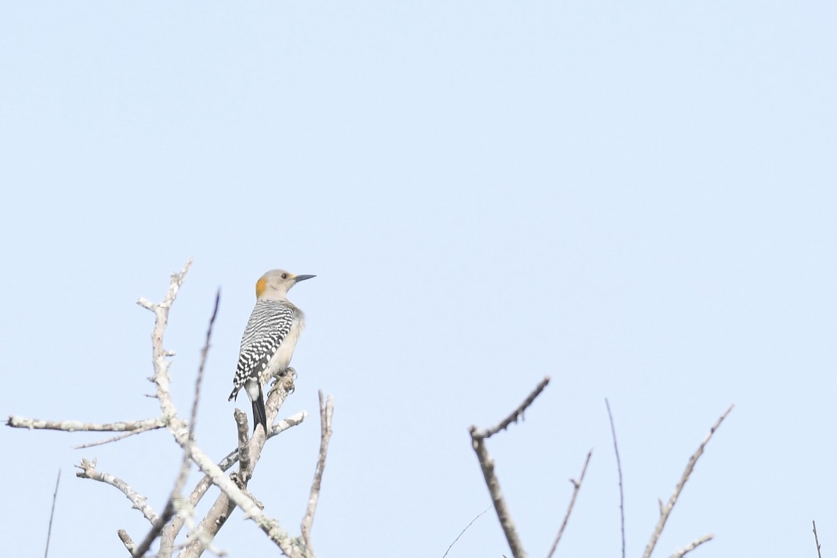 Golden-fronted Woodpecker (Northern) - ML613440054