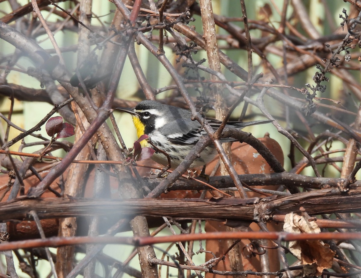 Yellow-throated Warbler - ML613440186