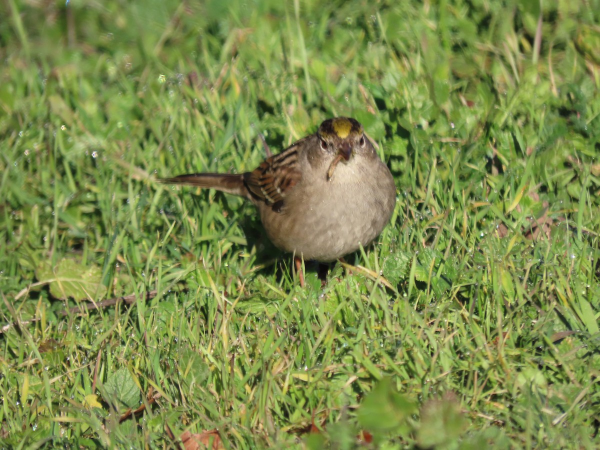 Golden-crowned Sparrow - ML613440238