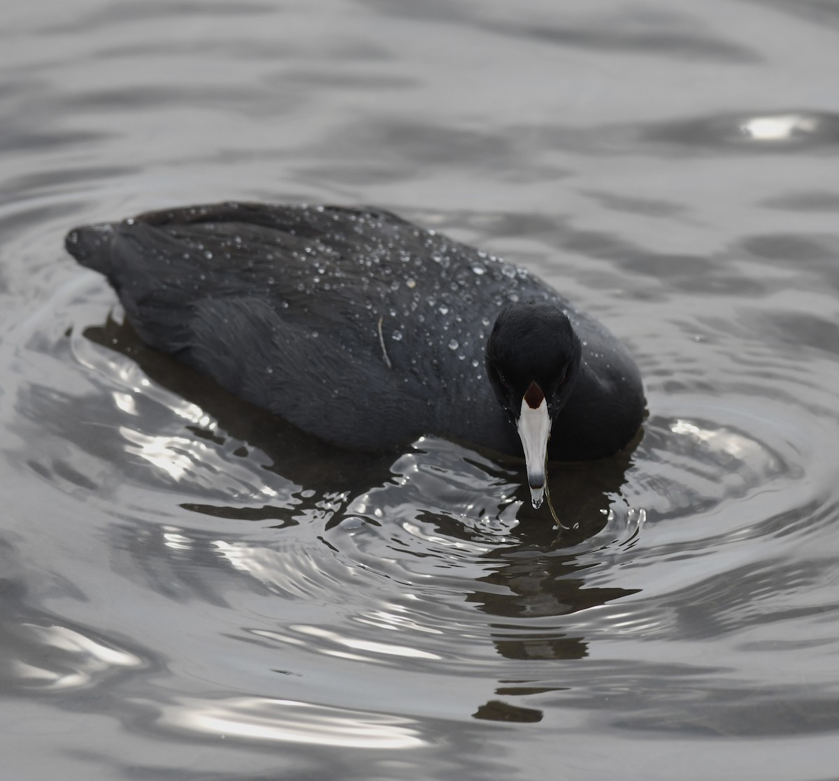 American Coot (Red-shielded) - Adriana Losey