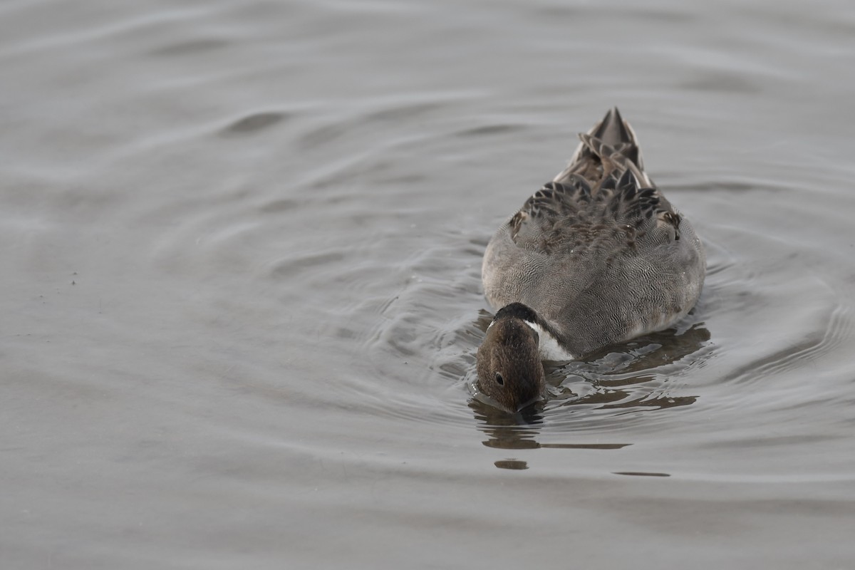Northern Pintail - Adriana Losey