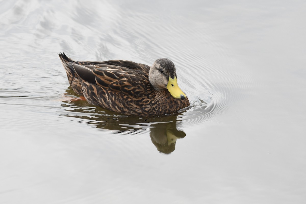 Mottled Duck (Gulf Coast) - ML613440292