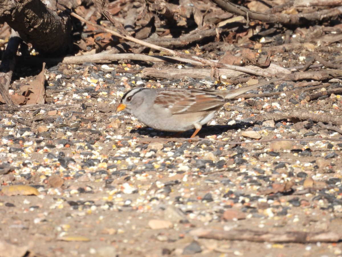 White-crowned Sparrow - ML613440979