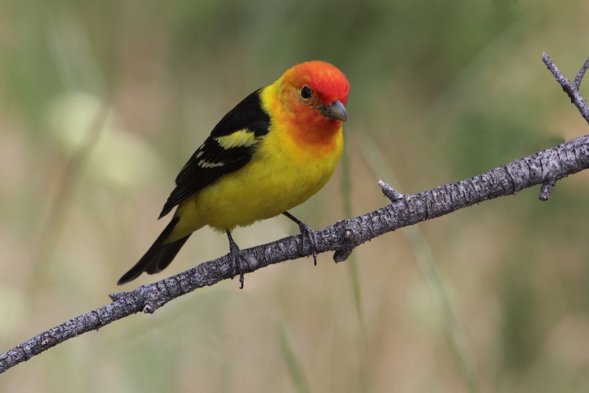 Western Tanager - ML61344131