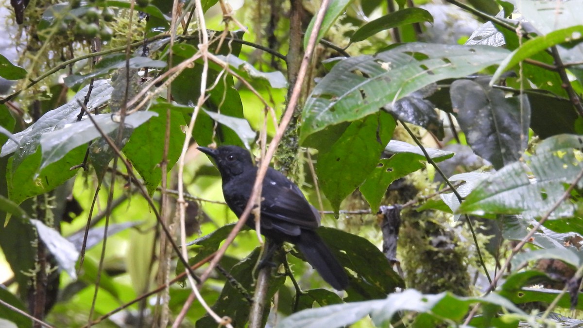 Black Antbird - ML613441317
