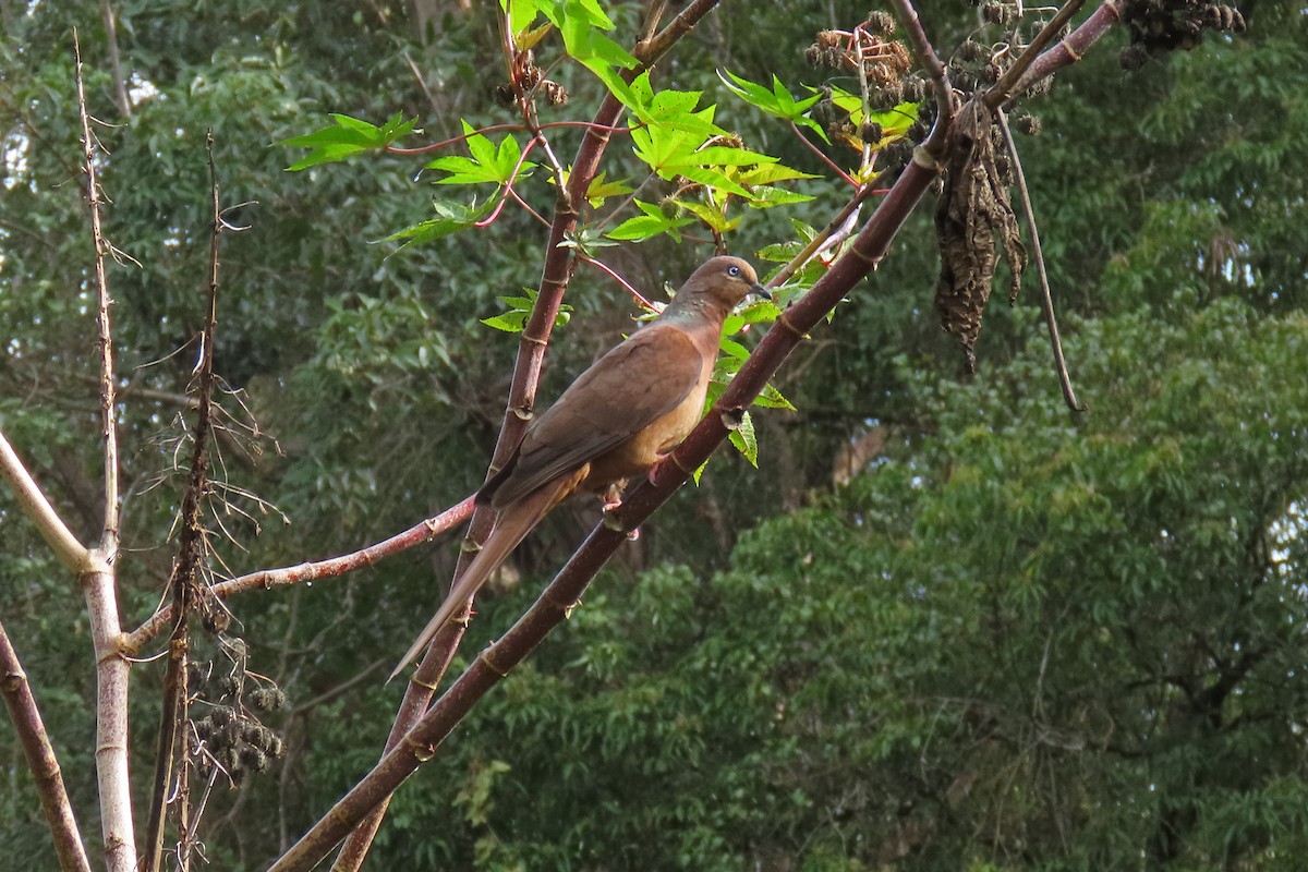 Brown Cuckoo-Dove - Ray Turnbull