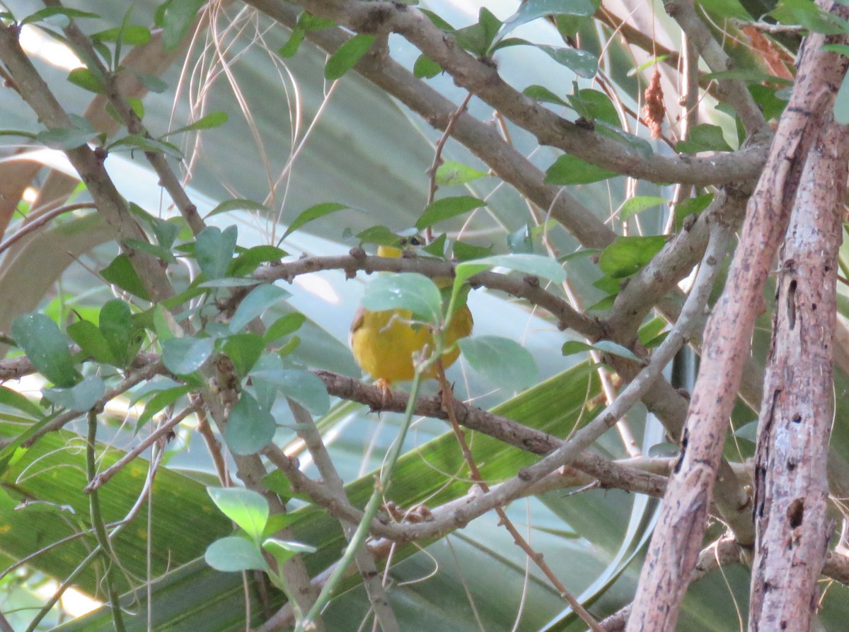 Golden-crowned Warbler (Stripe-crowned) - ML613441591