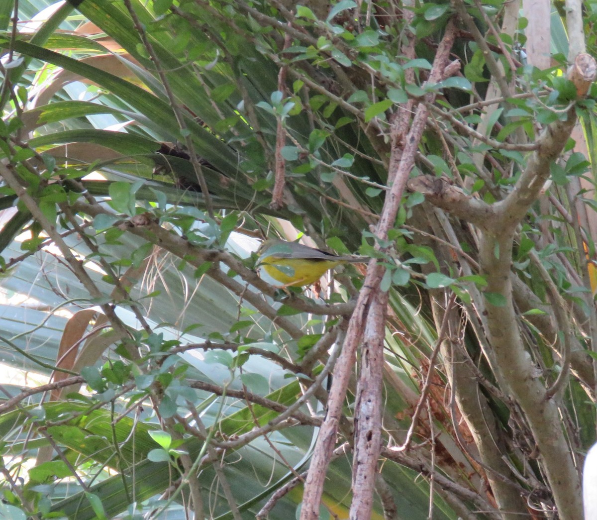 Golden-crowned Warbler (Stripe-crowned) - ML613441592