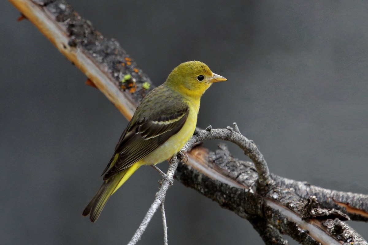 Western Tanager - ML61344171