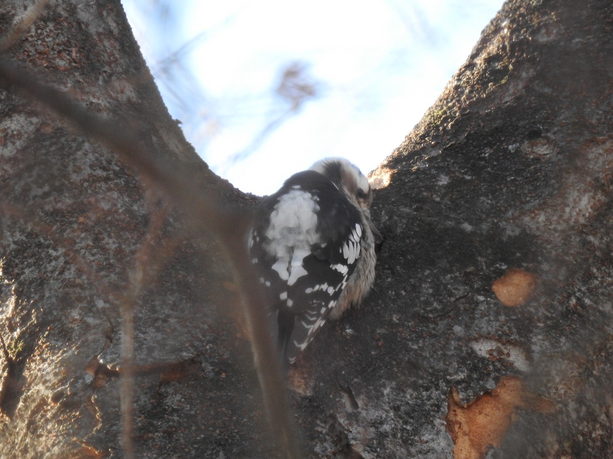Gray-capped Pygmy Woodpecker - ML613441862