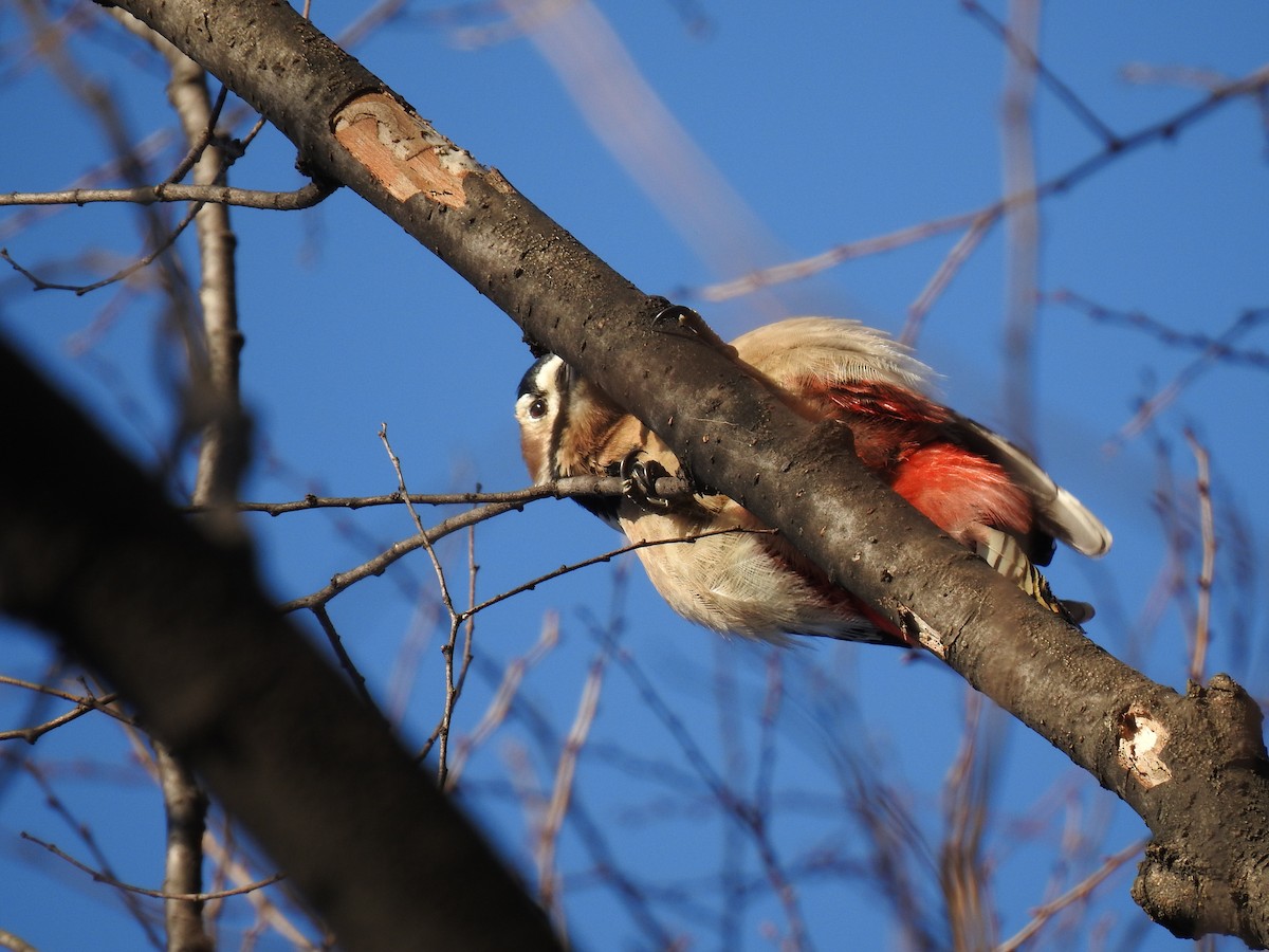 Great Spotted Woodpecker - ML613441869