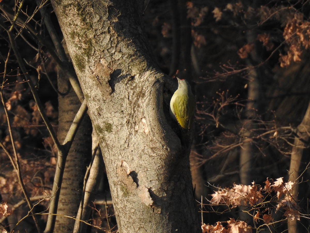 Gray-headed Woodpecker - ML613441876