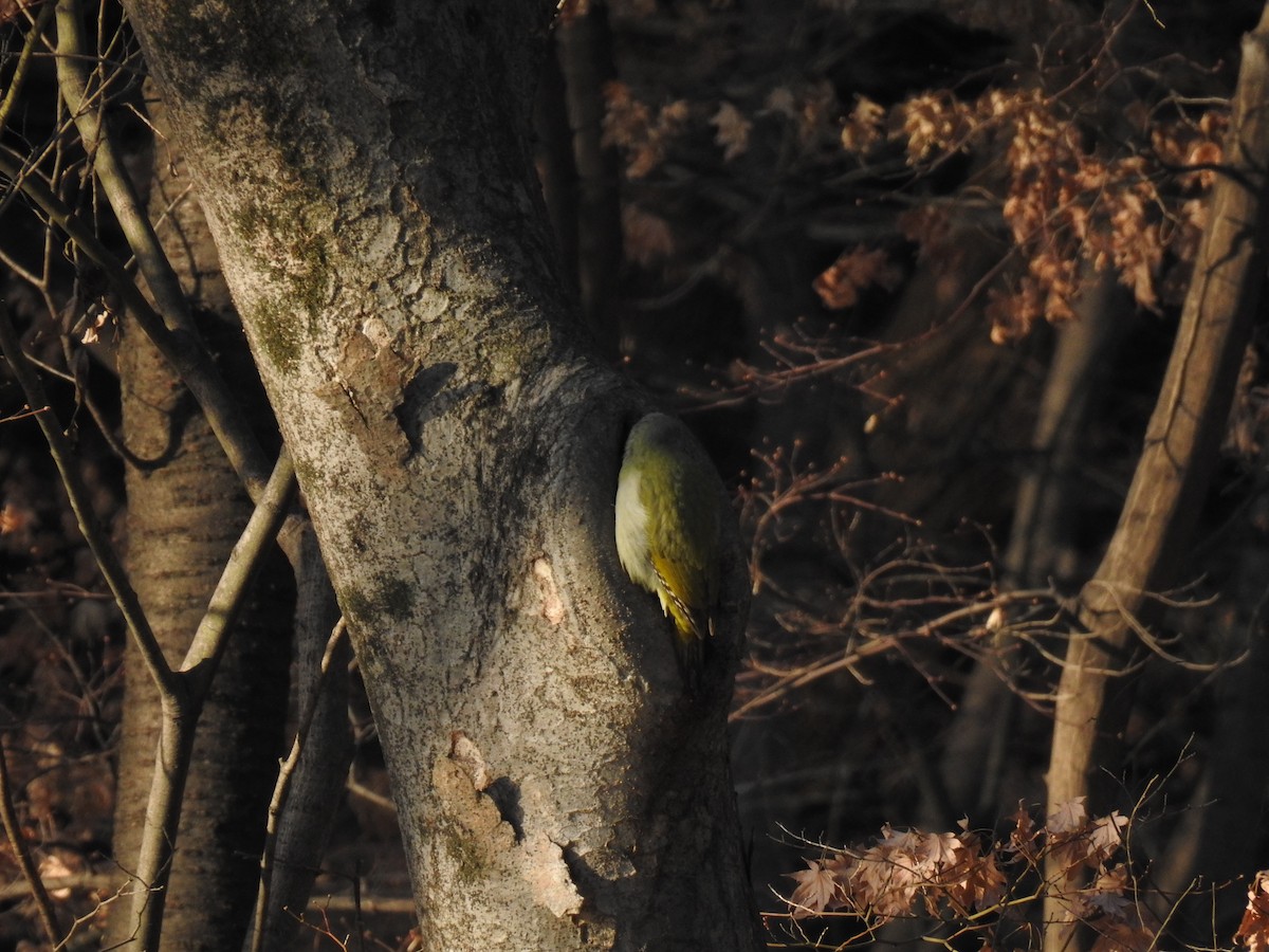 Gray-headed Woodpecker - ML613441881