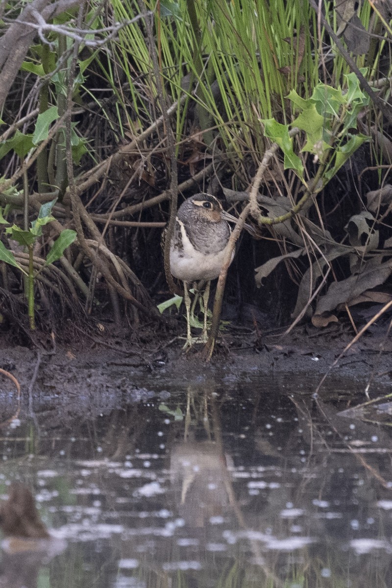 Greater Painted-Snipe - ML613442565