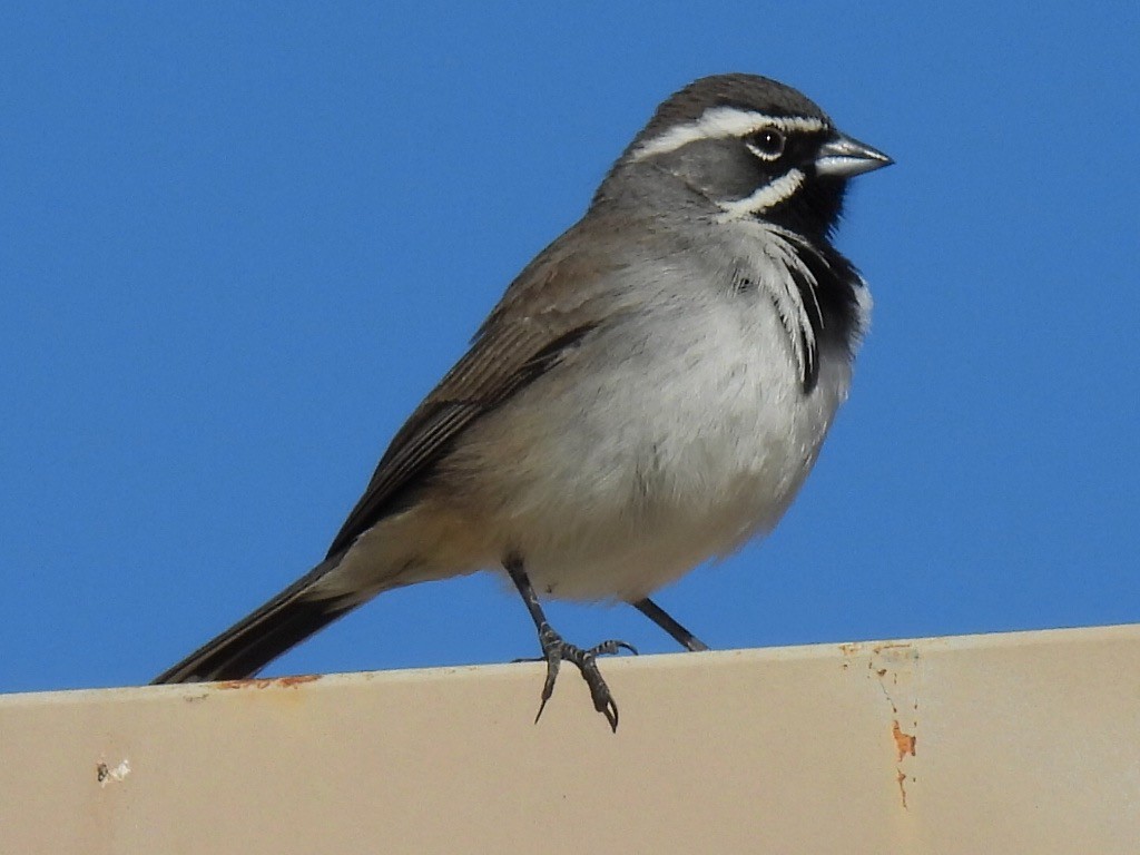 Black-throated Sparrow - ML613442694