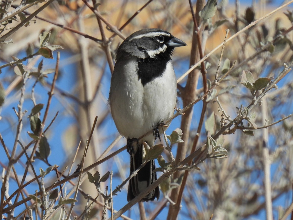 Black-throated Sparrow - ML613442695