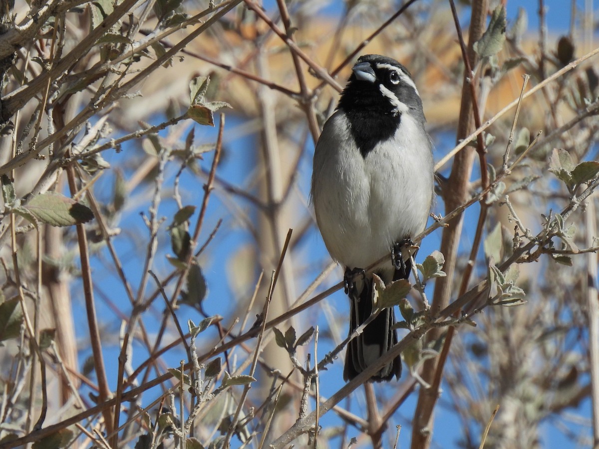 Black-throated Sparrow - ML613442696