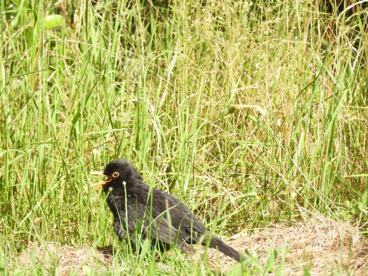Eurasian Blackbird - ML613442802