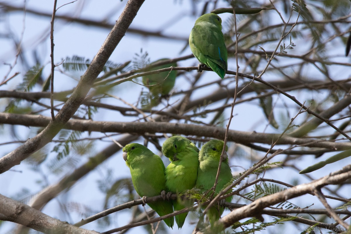 Mexican Parrotlet (Mexican) - ML613442968