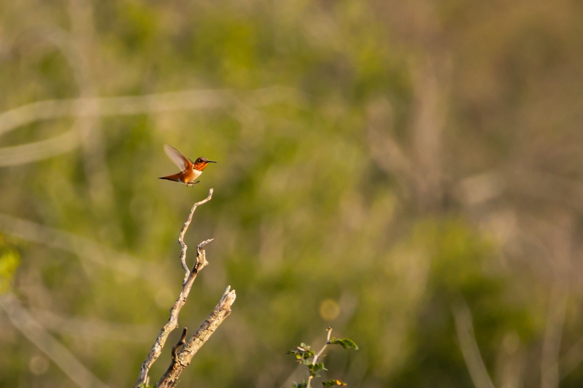 Rufous Hummingbird - ML613443032
