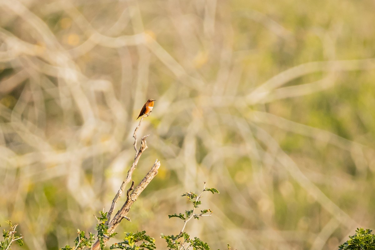 Rufous Hummingbird - Cooper Daniels