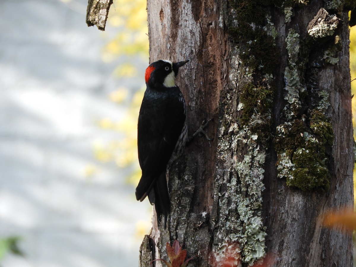 Acorn Woodpecker - ML613443206