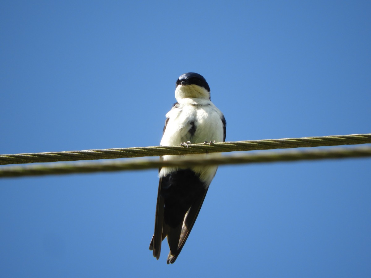 Blue-and-white Swallow - Anderson Mesa Correa