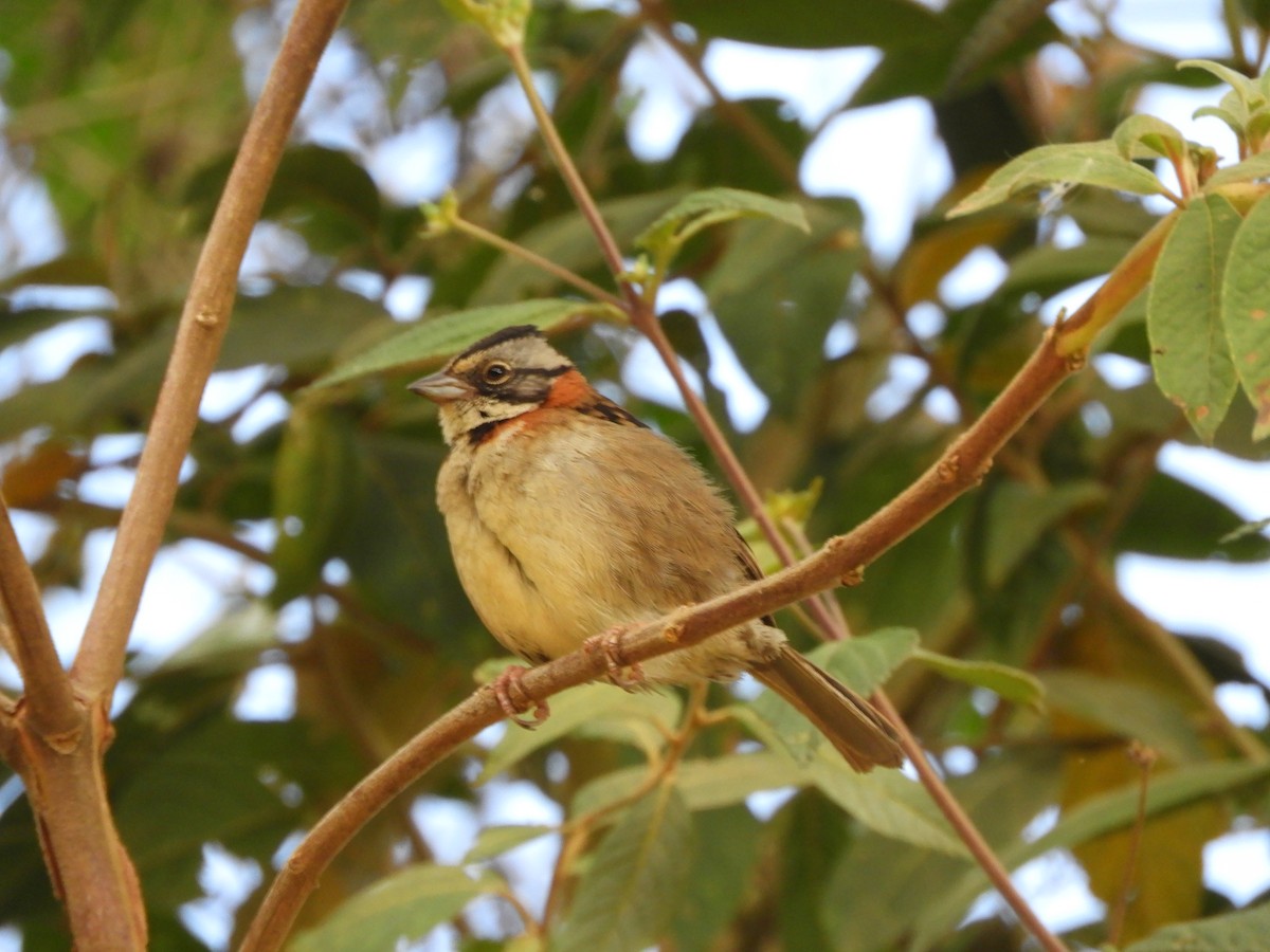 Rufous-collared Sparrow - ML613443268