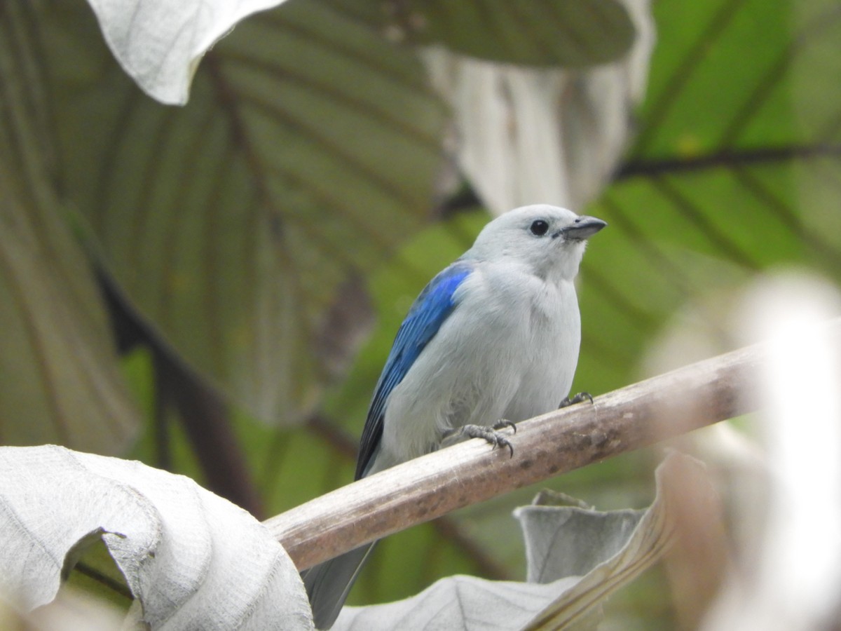 Blue-gray Tanager - ML613443329