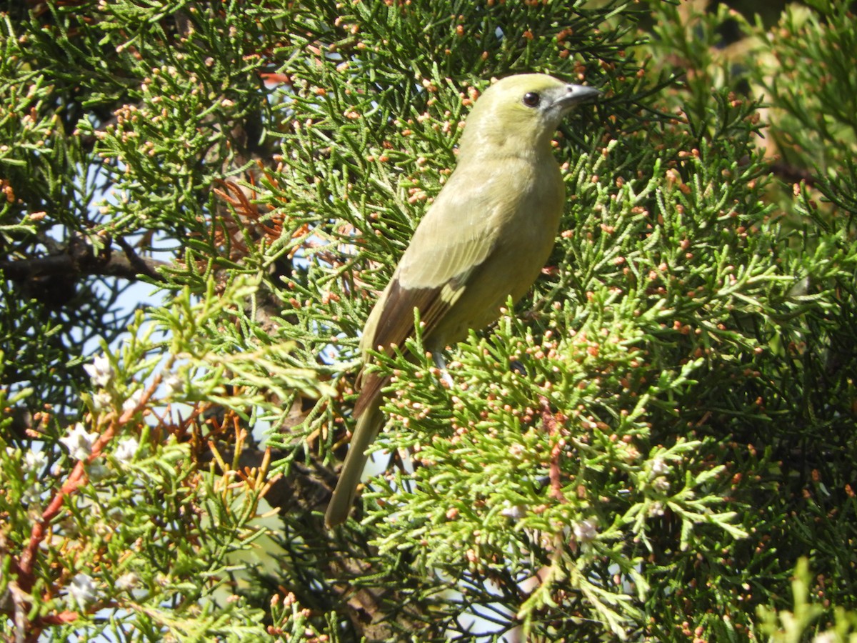 Palm Tanager - ML613443334