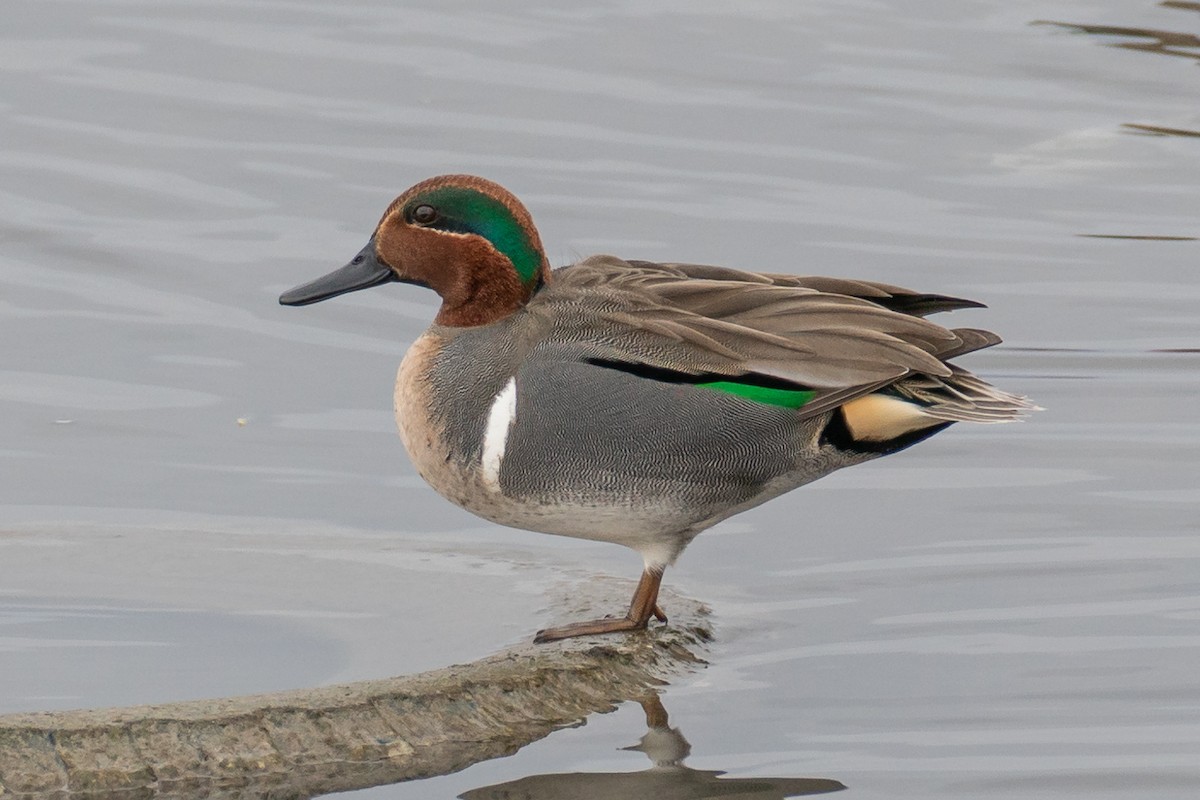 Green-winged Teal - ML613443465